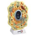 Cell Superstructure (with Cell Organelles)